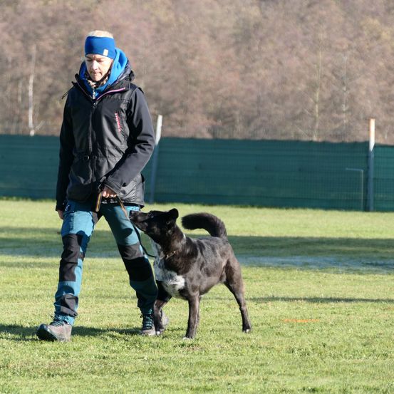 Bild enthält, Grass, Canine, Dog, Pet, Boy, Child, Male, Person, Jacket, Pants