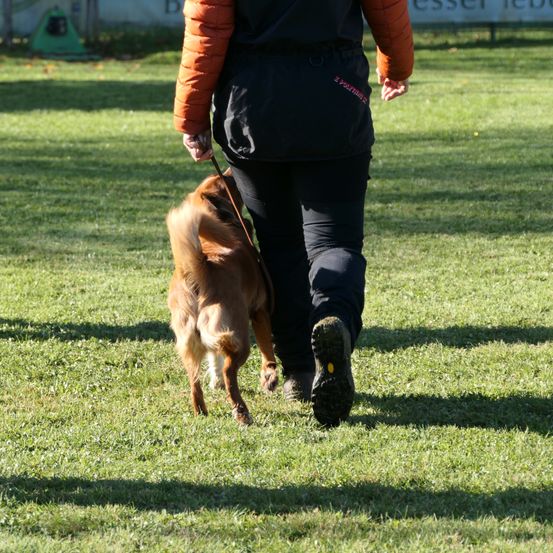 Bild enthält, Grass, Plant, Person, Animal, Canine, Mammal, Shoe, Pet, Police Dog, Walking Dog
