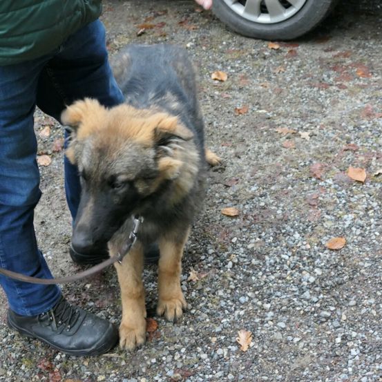 Bild enthält, Pants, Spoke, Alloy Wheel, Tire, Wheel, Strap, Dog, Adult, Man, Person