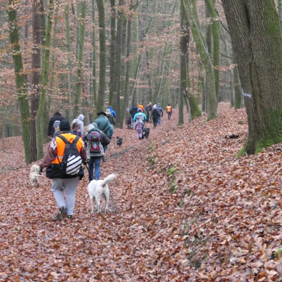 Bild enthält, Person, Walking, Vegetation, Hiking, Path, Land, Tree, Woodland, Trail, Grove