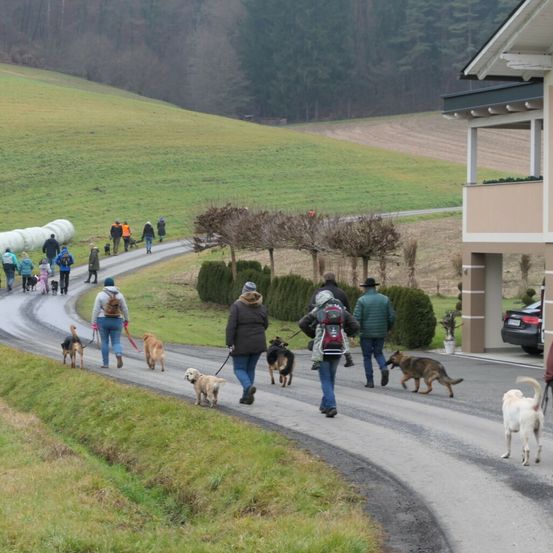 Bild enthält, Person, Walking, Shoe, Road, Backpack, Path, Dog, Car, Grass, Hat
