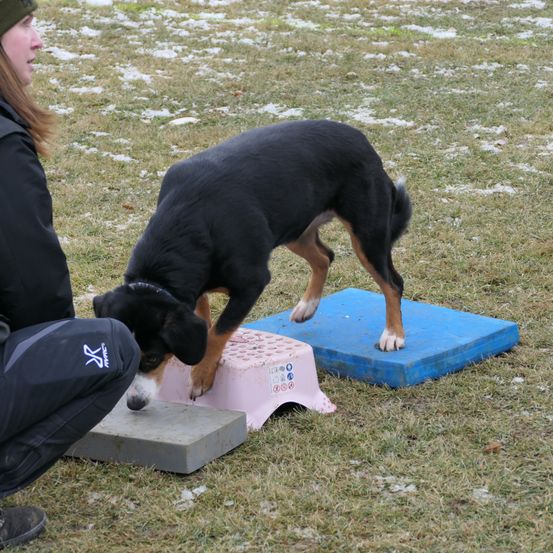 Bild enthält, Canine, Dog, Mammal, Pet, Person, Coat, Hat, Shoe, Grass, Face