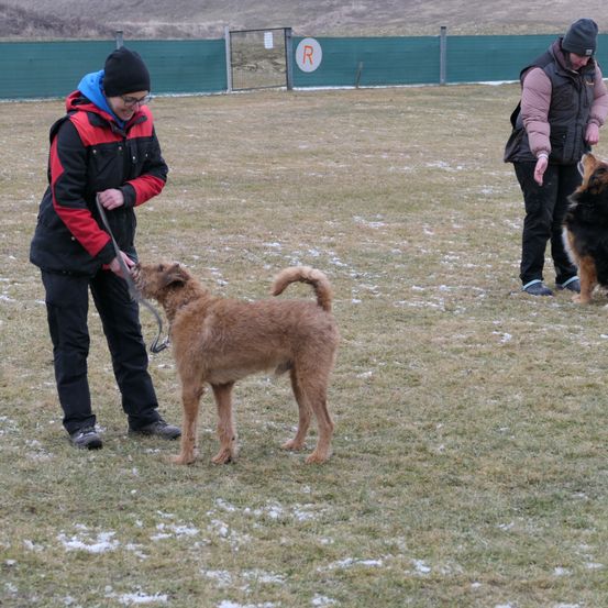 Bild enthält, Person, Adult, Male, Man, Canine, Dog, Pet, Coat, Shoe, Police Dog