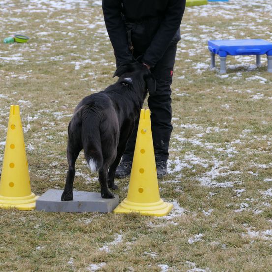 Bild enthält, Adult, Male, Man, Person, Canine, Dog, Pet, Shoe, Bench, Cone