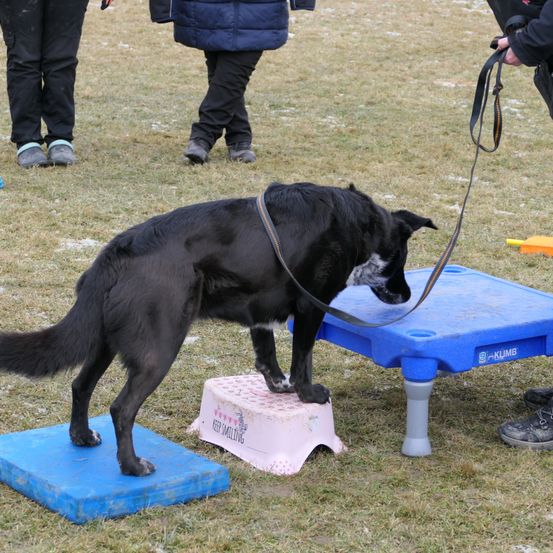 Bild enthält, Strap, Adult, Male, Man, Person, Boy, Child, Dog, Police Dog, Shoe