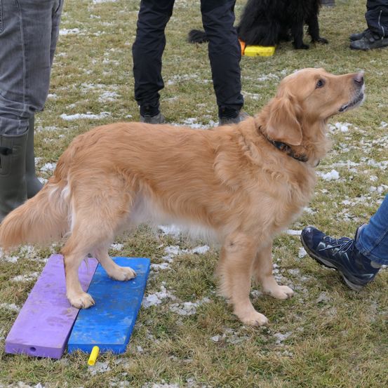 Bild enthält, Shoe, Dog, Golden Retriever, Pants, Person, Jeans, Boy, Child, Male, Man