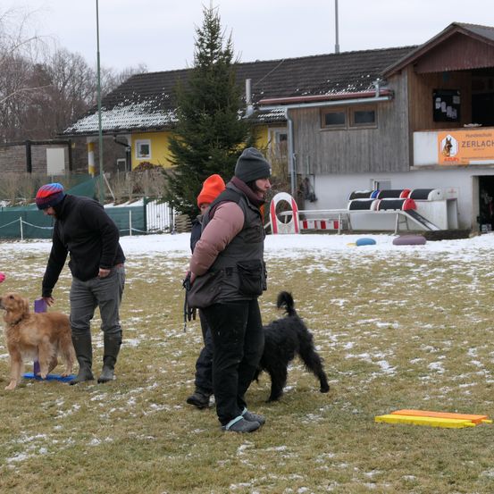 Bild enthält, Shelter, Tree, Neighborhood, Adult, Male, Man, Person, Glove, Dog, Shoe