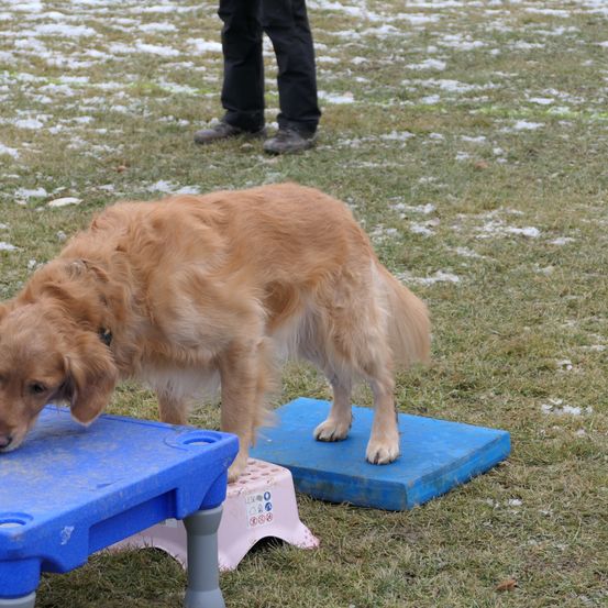 Bild enthält, Canine, Dog, Golden Retriever, Mammal, Pet, Person, Boy, Child, Male, Grass