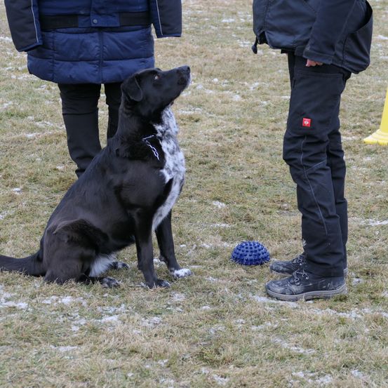 Bild enthält, Boy, Child, Male, Person, Canine, Dog, Jacket, Adult, Man, Shoe