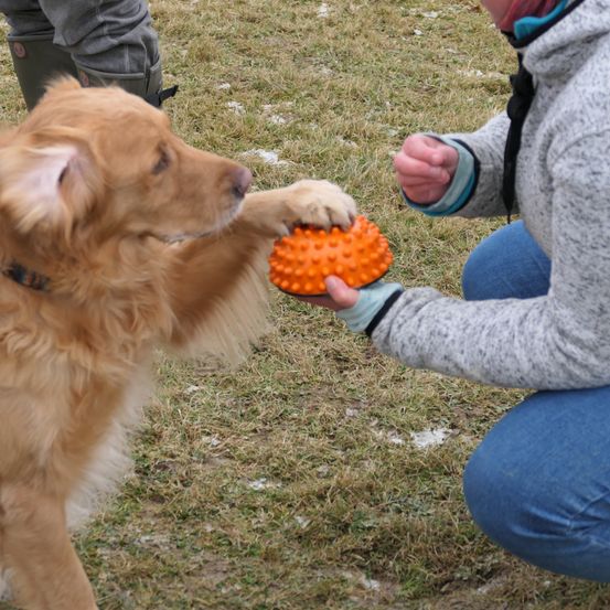 Bild enthält, Animal, Canine, Dog, Golden Retriever, Mammal, Pet, Person, Clothing, Jeans, Pants