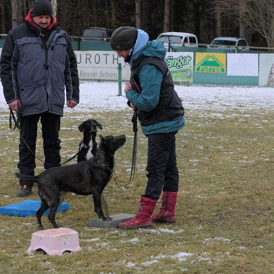 Bild enthält, Coat, Jacket, Person, Adult, Male, Man, Canine, Dog, Shoe, Car