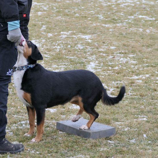 Bild enthält, Pants, Canine, Dog, Pet, Boy, Child, Male, Person, Shoe, Glove