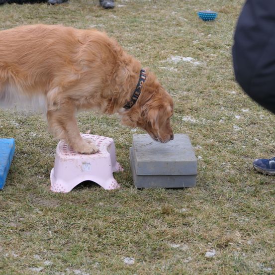 Bild enthält, Shoe, Sneaker, Canine, Dog, Boy, Child, Male, Person, Running Shoe, Golden Retriever