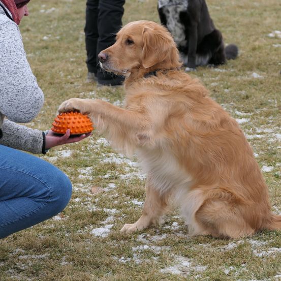 Bild enthält, Dog, Golden Retriever, Jeans, Pants, Person, Boy, Child, Male, Adult, Man