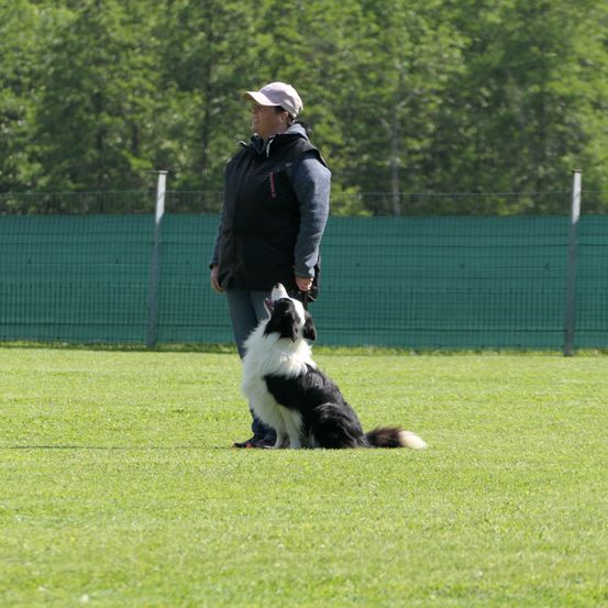 Eine Person trainiert einen schwarz-weißen Hund auf einem Rasenfeld, mit einem Zaun im Hintergrund.