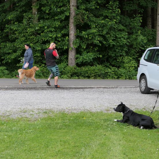 Ein Mann und eine Frau spazieren mit ihren Hunden auf einem Kiesweg in einem Waldgebiet. Ein Hund liegt auf dem Gras, während der andere mit seinen Besitzern geht. Ein weißes Auto ist in der Nähe geparkt.