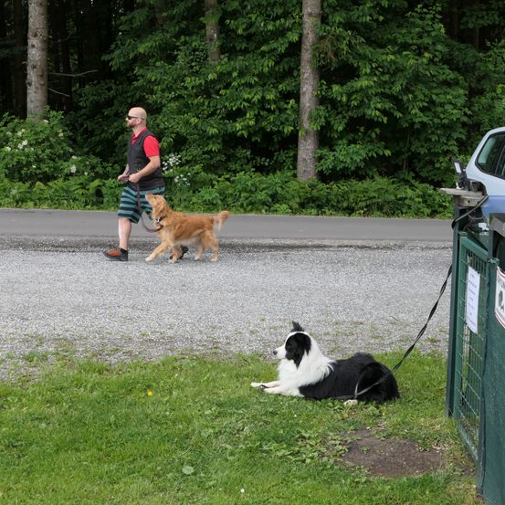 Ein Mann mit Sonnenbrille geht mit zwei Hunden auf einem Schotterweg. Ein Hund ist ein Golden Retriever und der andere ein schwarz-weißer Collie.