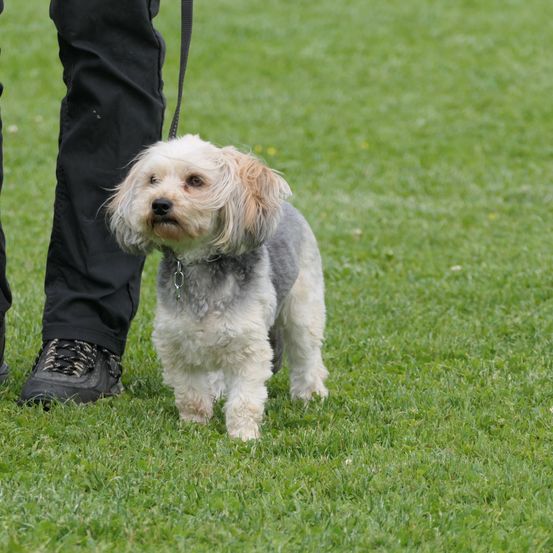 Eine Person in schwarzen Hosen und Schuhen hält an einem Grasfeld eine Leine mit einem kleinen Hund.