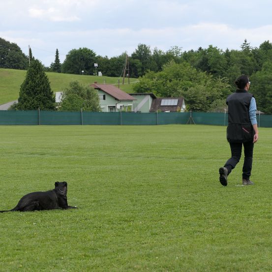 Eine Person läuft auf einem Grasfeld mit einem schwarzen Hund, der auf dem Boden liegt. Dahinter ist ein Zaun, und in der Ferne befindet sich ein Haus mit Solarmodulen auf dem Dach.