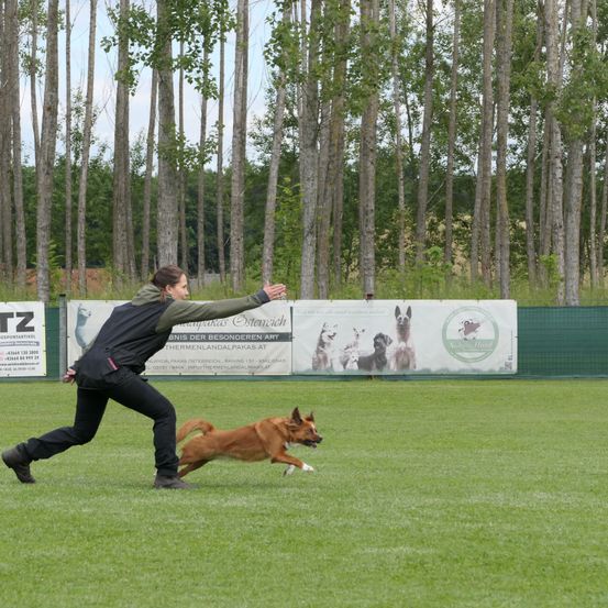 Eine Frau rennt mit einem Hund auf einem Rasenfeld und wirft einen Frisbee. Bäume und ein Zaun sind im Hintergrund.