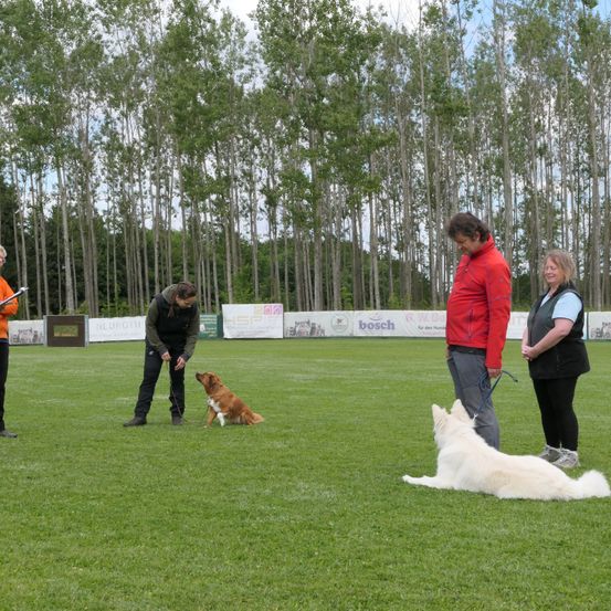 Drei Menschen und zwei Hunde befinden sich auf einer Wiese, wahrscheinlich in einer Hundetrainingssitzung. Die Frau auf der linken Seite hält einen Stock. Die Frau auf der rechten Seite lächelt. Der Mann in der Mitte hält die Leine eines braunen Hundes, während ein weißer Hund auf dem Gras liegt.