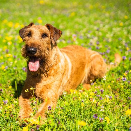 Bild enthält, Field, Grassland, Outdoors, Grass, Animal, Canine, Dog, Mammal, Pet, Terrier