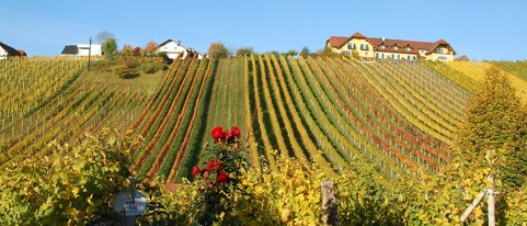 Ein Weinberg mit Reihen von Weinreben, einem großen Haus auf einem Hügel und einigen Häusern darunter, alles unter einem klaren blauen Himmel.