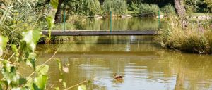 Eine Ente schwimmt in einem von Grün umgebenen Teich, mit einer kleinen Holzbrücke im Hintergrund.