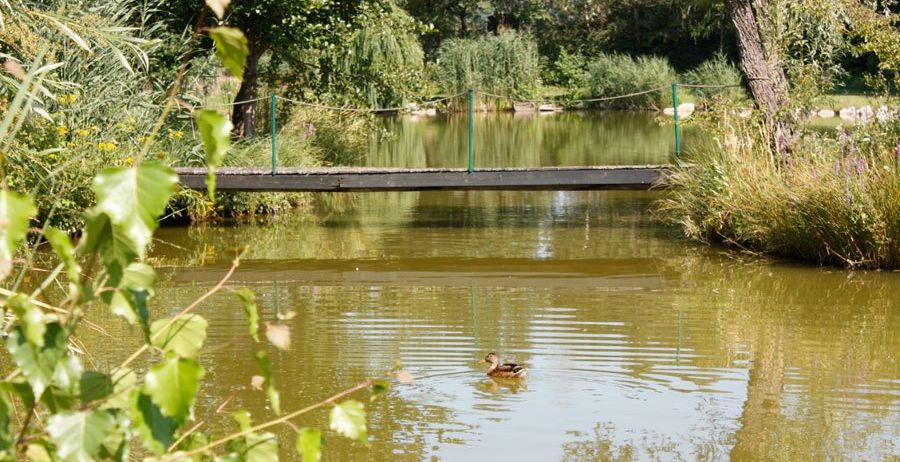 Eine Ente schwimmt in einem von Grün umgebenen Teich, mit einer kleinen Holzbrücke im Hintergrund.