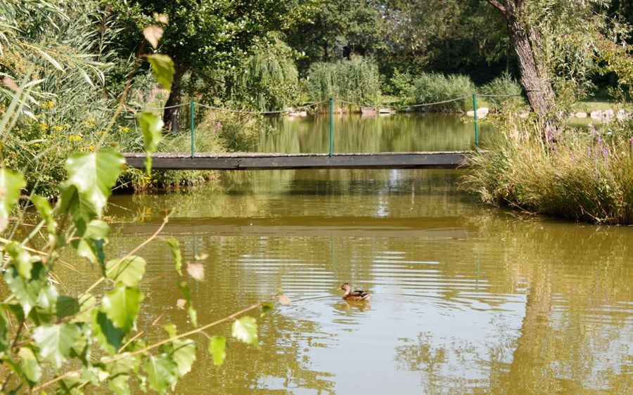 Eine Ente schwimmt in einem von Grün umgebenen Teich, mit einer kleinen Holzbrücke im Hintergrund.