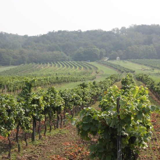 Ein Weinberg in einer ländlichen Landschaft mit Rebenreihen unter einem bewölkten Himmel, umgeben von einem dichten Wald im Hintergrund.