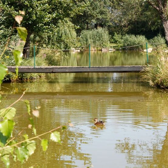 Eine Ente schwimmt in einem Teich unter einer Holzbrücke, umgeben von üppiger Grünfläche und Bäumen.