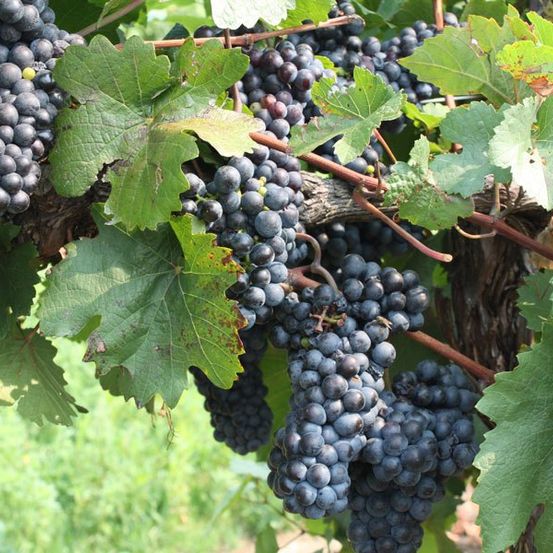 Eine Nahaufnahme von reifen, dunkelvioletten Trauben, die an einem Weinstock wachsen, mit grünen Blättern und einem braunen Stiel. Die Trauben hängen vom Weinstock, und einige Blätter zeigen Anzeichen von Alterung.