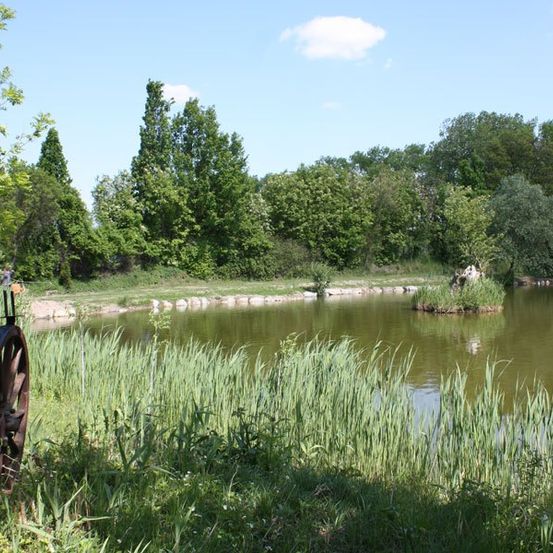 Ein ruhiger Teich umgeben von üppigem Grün und hohen Bäumen. Ein Laternenpfosten steht in der Nähe des Wassers, und eine Person geht am Ufer entlang. Der Himmel ist blau mit einigen Wolken.