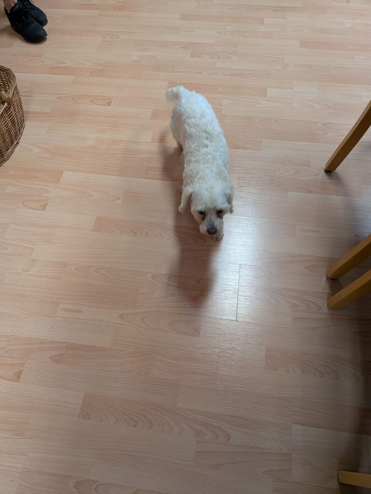 Ein weißer Hund steht auf einem Holzboden und blickt nach unten. Links ist ein Korb, rechts ein Holztisch.