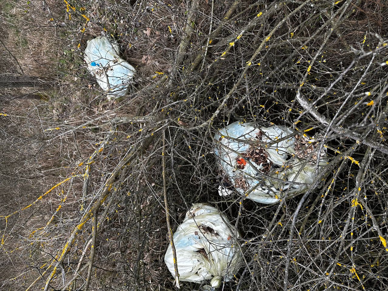 Drei weiße Plastiktüten voller Müll sind zwischen Zweigen und Ästen auf dem Boden verstreut.