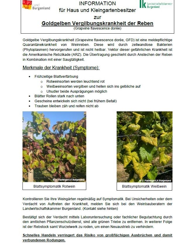 Goldgelbe Vergilbungskrankheit (Grapevine flavescence dorée, GFD) ist eine meldpflichtige Quarantänekrankheit von Weinreben. Sie wird durch zellwandlose Bakterien (Phytoplasmen) hervorgerufen und ist nicht heilbar. Der Überträger dieser gefährlichen Krankheit ist die Amerikanische Rebzikade (ARZ). Die frühzeitige Erkennung von Symptomen ist entscheidend. Überprüfen Sie Ihre Weinberge regelmäßig auf Symptome. Bei Unsicherheit oder Verdacht auf die Krankheit melden Sie sich bei den Weinbauexperten der Region.