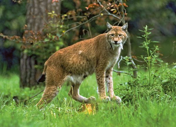 Ein Luchs steht in einem Grasfeld mit verstreuten Blättern und Pflanzen. Im Hintergrund befinden sich Bäume und Sträucher.