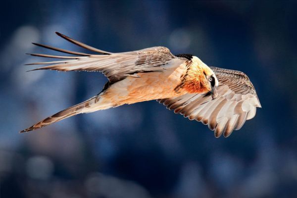 Ein Vogel mit breiten Flügeln, vermutlich ein Geier, fliegt gegen einen blauen Himmel. Der Vogel hat einen schwarzen Kopf und Hals, mit einem gelb-orangefarbenen Brust- und Bauchbereich.