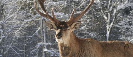 Ein Hirsch mit großen Geweihen steht in einem verschneiten Wald und schaut geradeaus.
