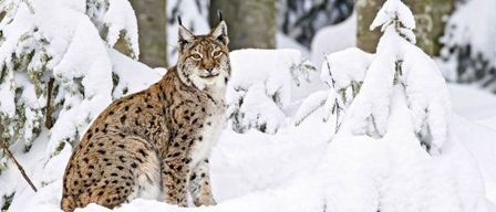 Ein Luchs sitzt im Schnee, umgeben von schneebedeckten Bäumen. Der Luchs sieht aufmerksam und wachsam aus, möglicherweise beobachtet er seine Umgebung.