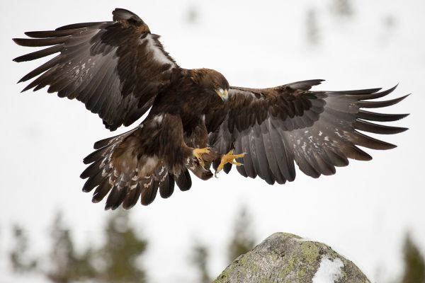 Ein Steinadler fliegt mit ausgebreiteten Flügeln über einer verschneiten Landschaft. Sein Körper ist braun mit weißen Flecken. Im Hintergrund befinden sich Bäume und ein Felsbrocken.
