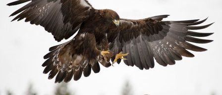 Ein Steinadler schwebt mit ausgebreiteten Flügeln in der Luft. Der Adler ist braun mit weißen Flecken auf den Flügeln. Im Hintergrund sind schneebedeckte Bäume zu sehen.