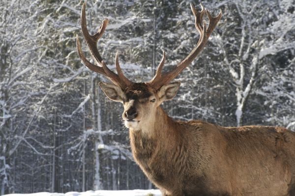 Ein Hirsch mit großen Geweihen steht in einem verschneiten Wald und schaut direkt in die Kamera. Die Bäume sind schneebedeckt.