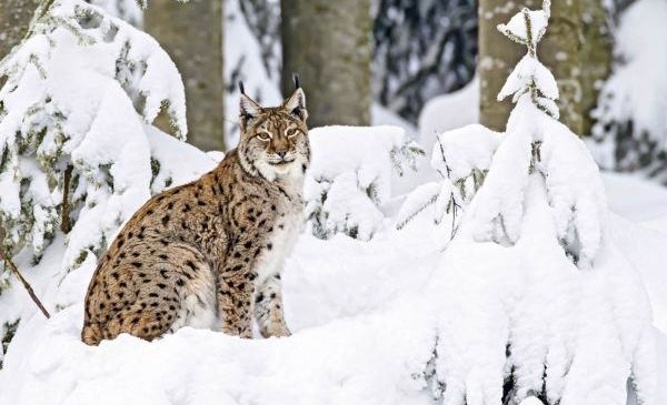 A lynx sits on snow-covered ground, surrounded by snow-covered trees. The lynx has a white underbelly and brown fur with black spots.