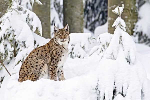 Ein Luchs sitzt im Schnee, bedeckt mit Schnee, mit Bäumen im Hintergrund.