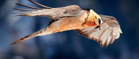 A bird with spread wings, possibly a vulture, flies through the sky. It has a white and orange body with a black head.
