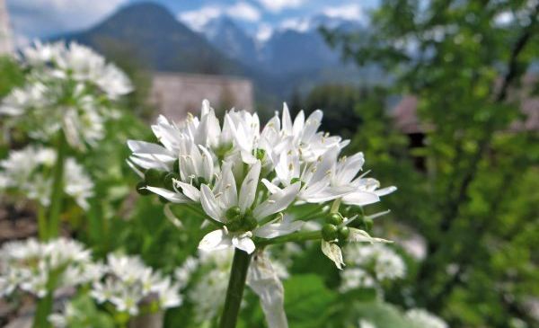 A garden filled with white flowers, with a building and mountains in the background.