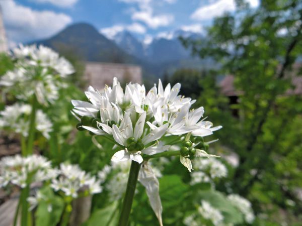 Ein Garten voller weißer Blumen mit einem Gebäude und Bergen im Hintergrund.