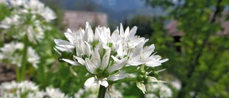 Eine Nahaufnahme von weißen Blumen mit grünen Blättern, Bergen im Hintergrund und einem Gebäude mit Dach.